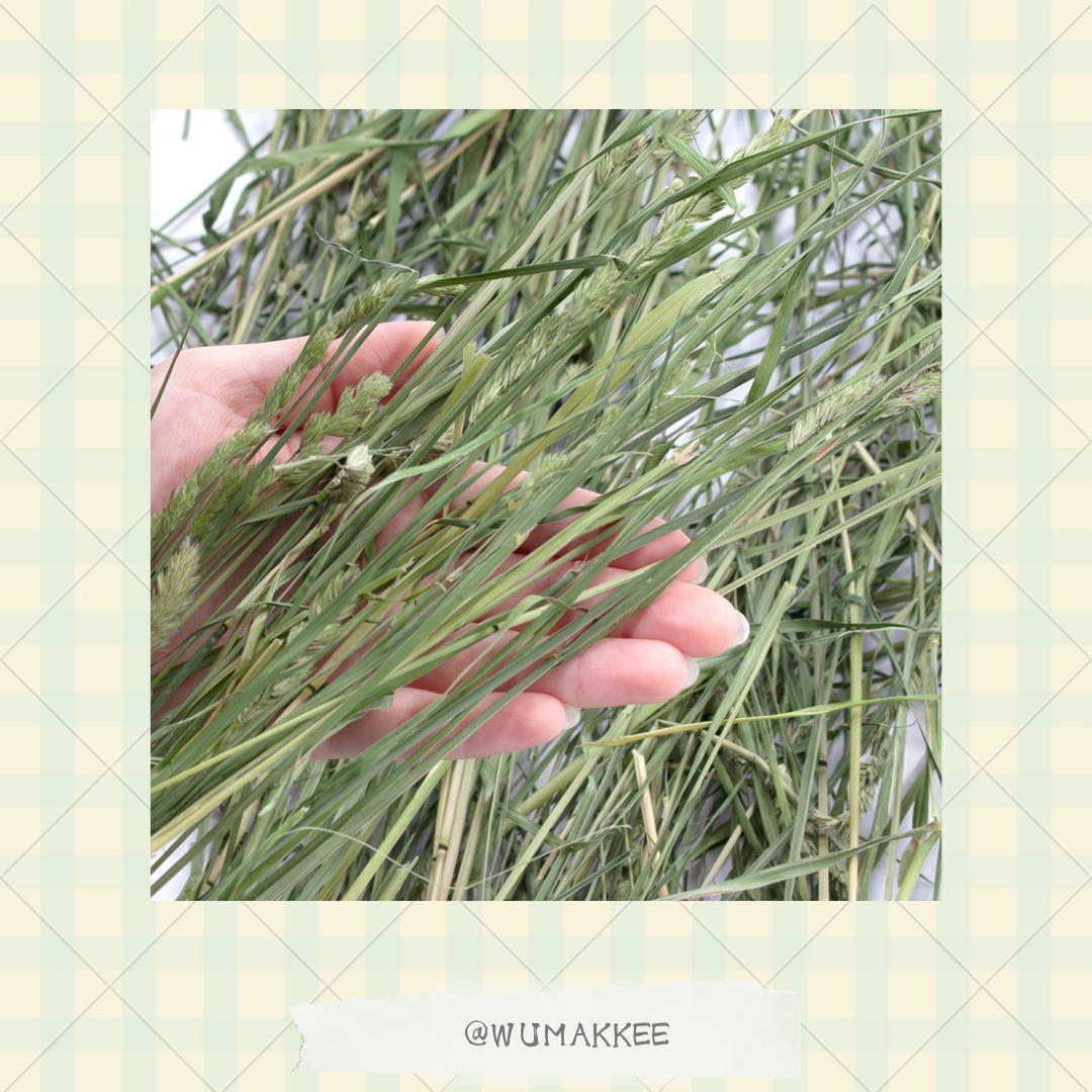 日本產 Leaf Corp 長野縣青割果樹草 Orchard Grass Hay 100g / 300g