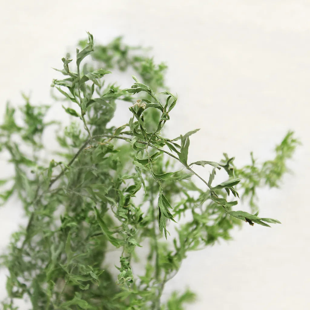 台灣 Bubblenpea 半熟小農原味系列-半熟紅蘿蔔葉 3g