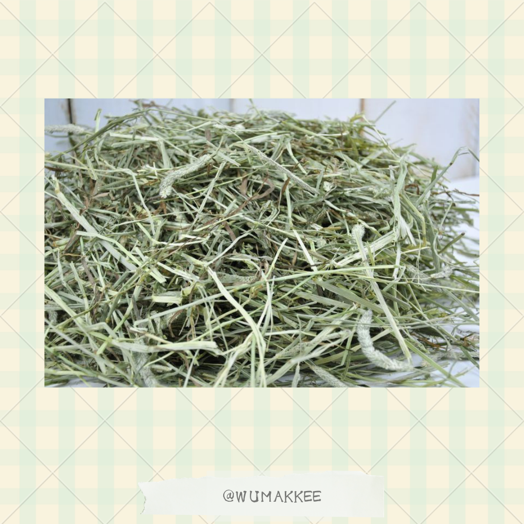 日本 Bunny Garden Canada Premium 2nd Cut Timothy 提摩西草 550g