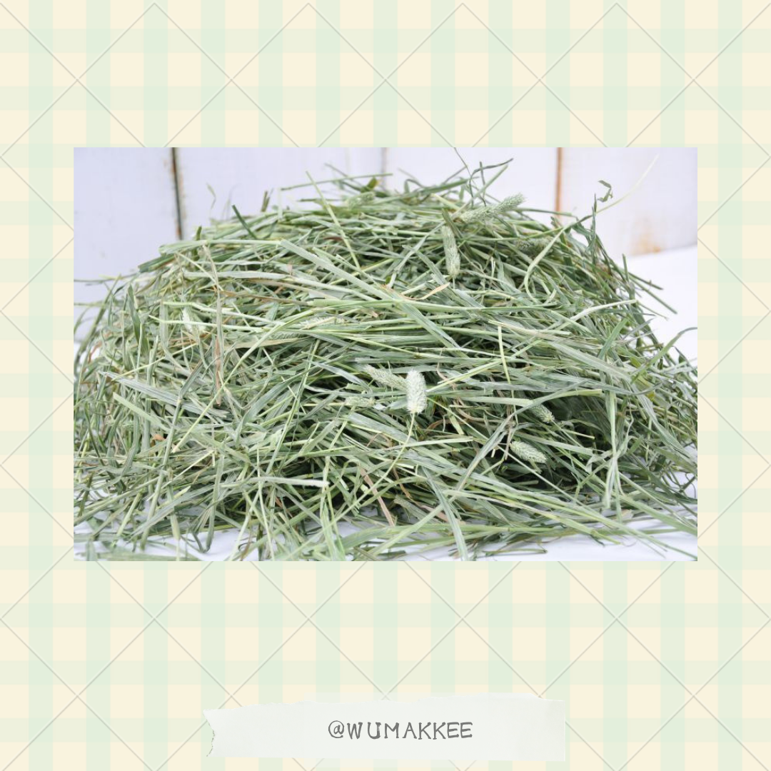 日本 Bunny Garden Premium 2nd Cut Timothy 提摩西草 550g