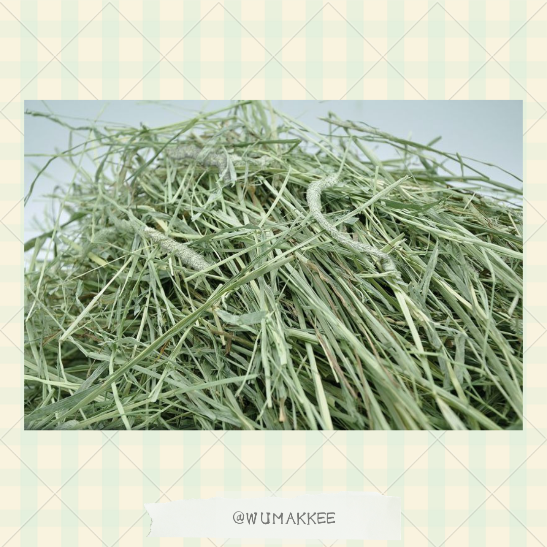 日本 Bunny Garden Royal Canadian Super Premium 1st Cut 提摩西草 600g
