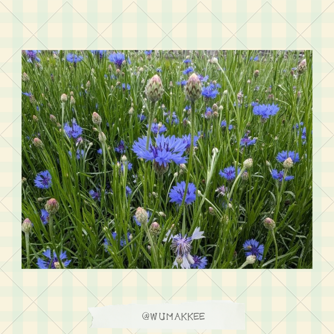 日本產 Bunny Garden農園の花草系列 矢車菊 8g