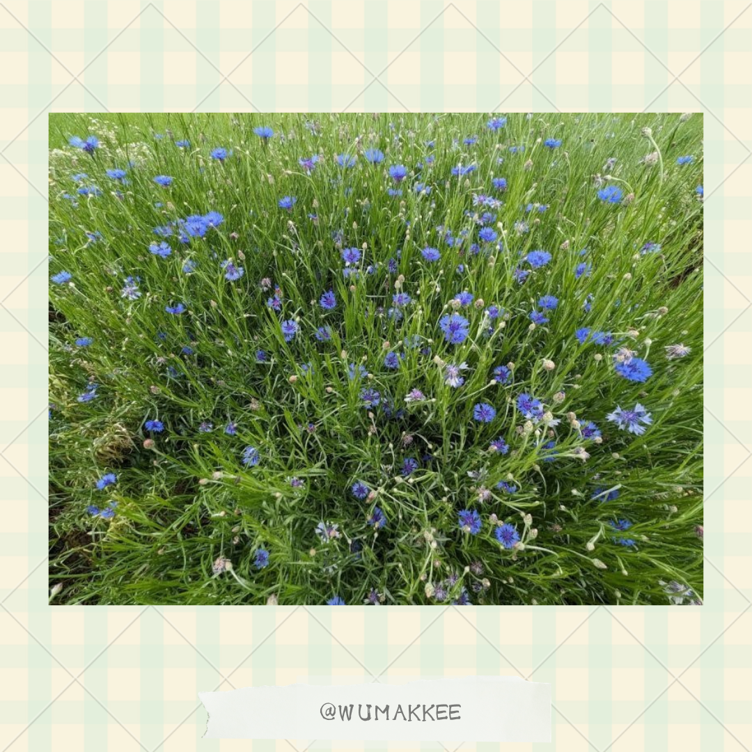 日本產 Bunny Garden農園の花草系列 矢車菊 8g