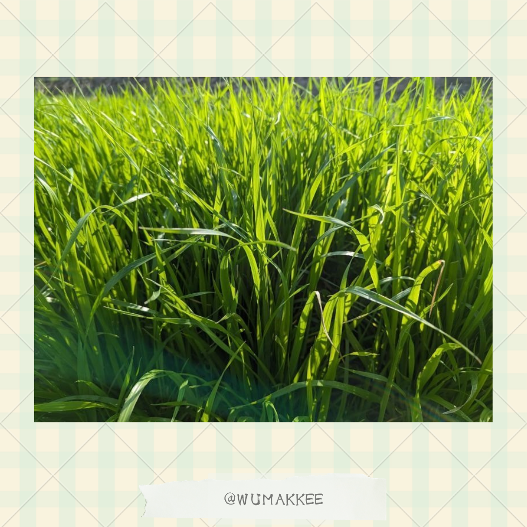 日本產 Bunny Garden 農園牧草系列 意大利黑麥草