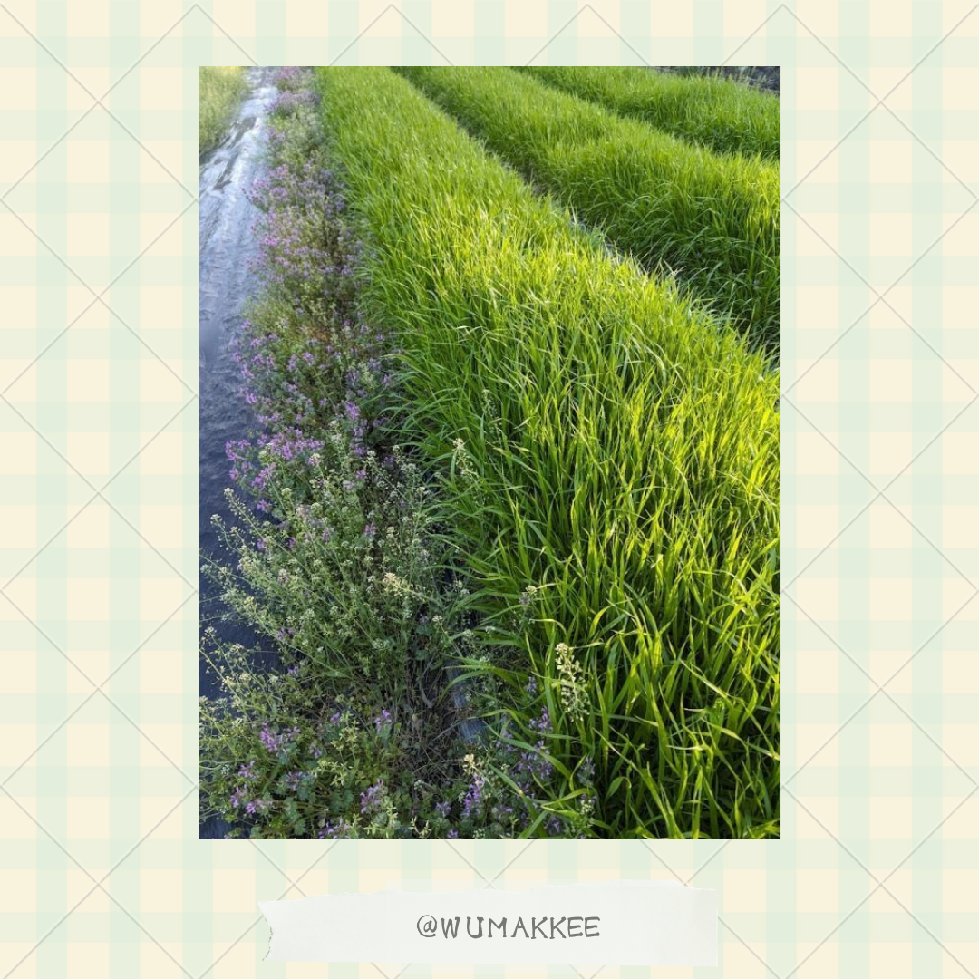 日本產 Bunny Garden 農園牧草系列 意大利黑麥草