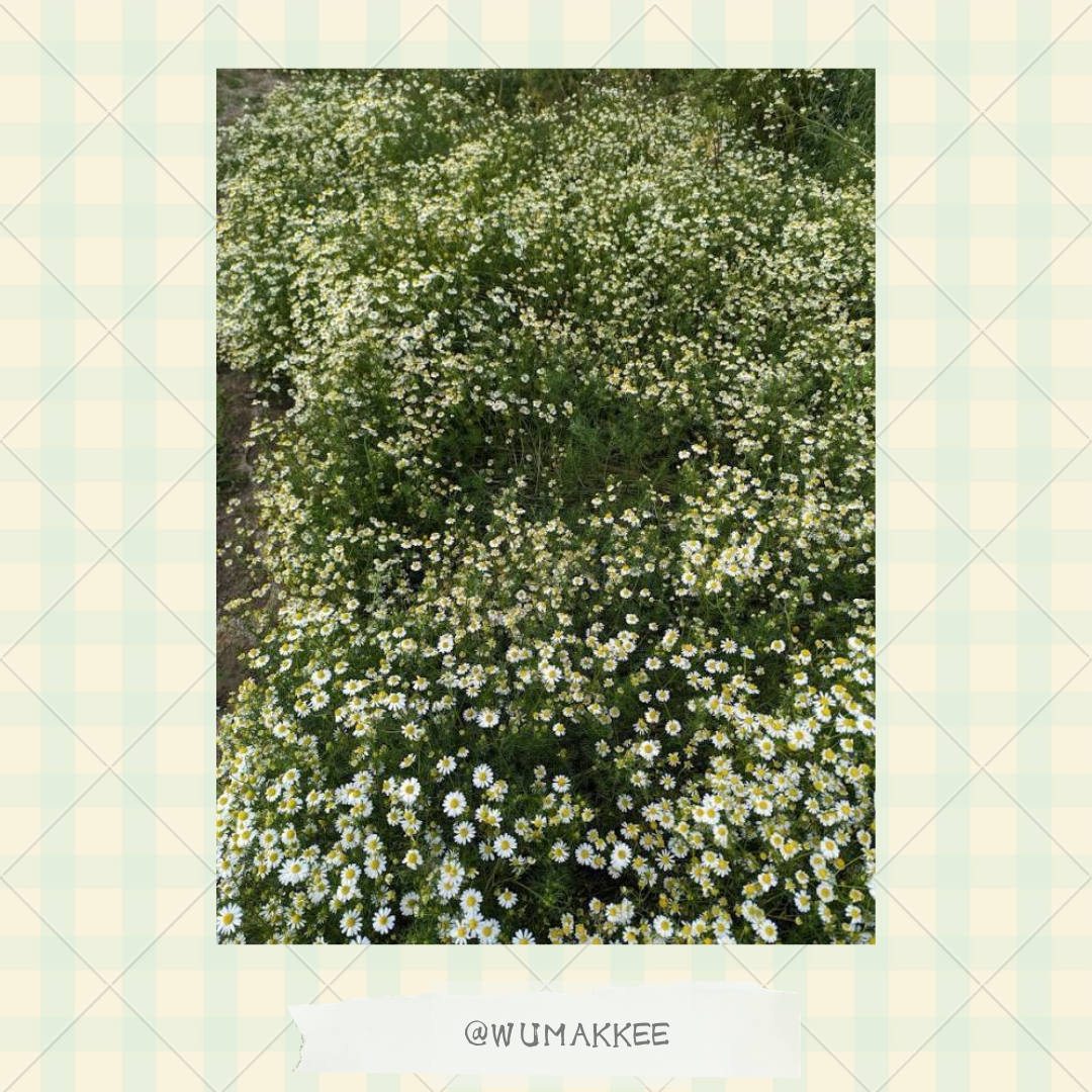 日本產 Bunny Garden農園の花草系列 洋甘菊 25g