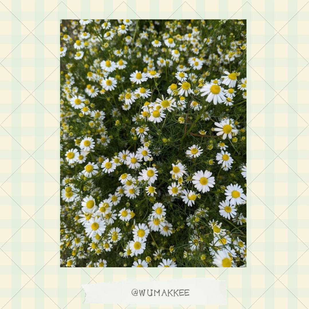 日本產 Bunny Garden農園の花草系列 洋甘菊 25g