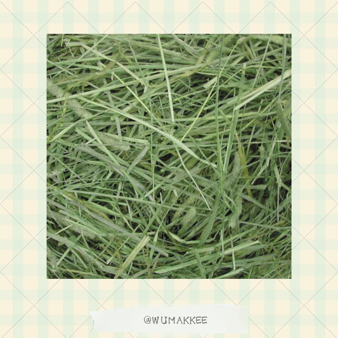 日本 GEX 優質 1st Cut 提摩西草 500g
