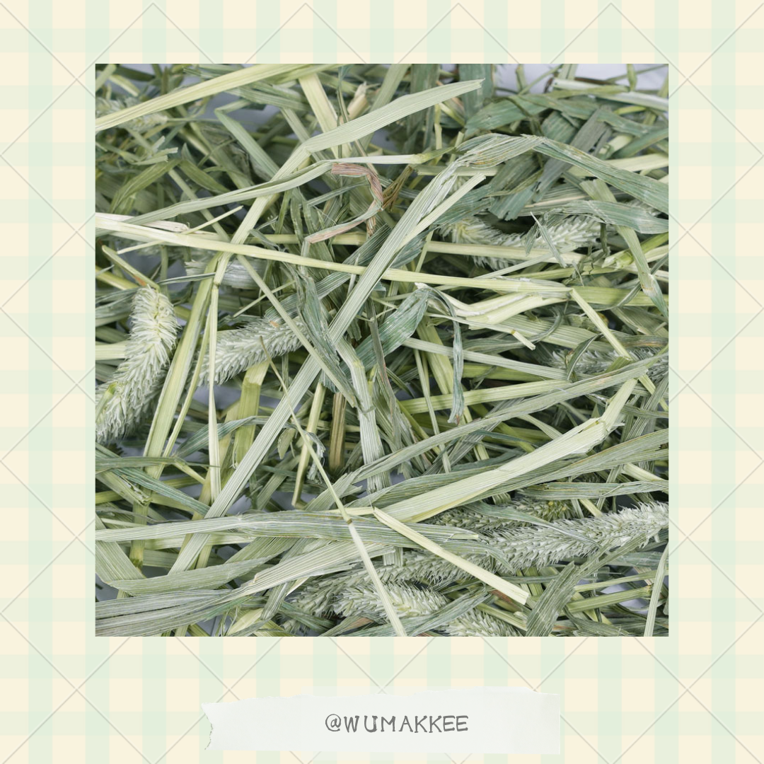 粉塵去除✨日本 USACHIMO Premium 1st cut Timothy 提摩西草 600g