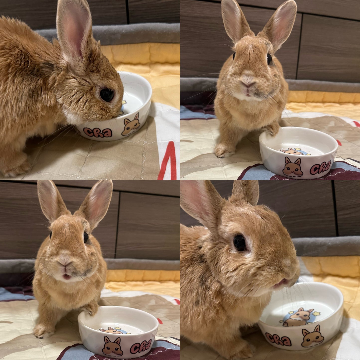 【Bun Bun Cha 寵物專屬陶瓷碗訂製】
