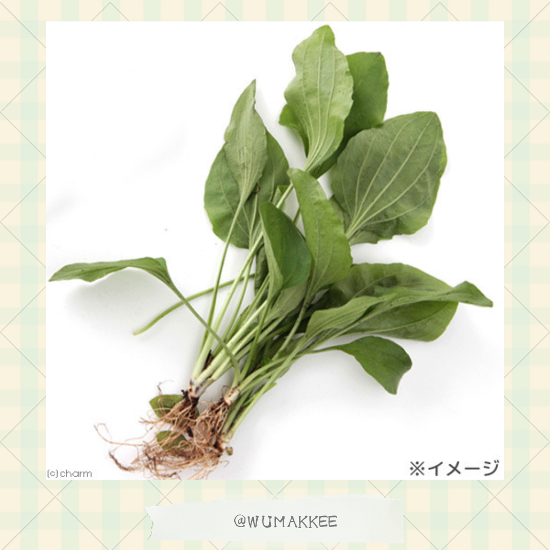 國產 USAYAMA 車前草葉 6g