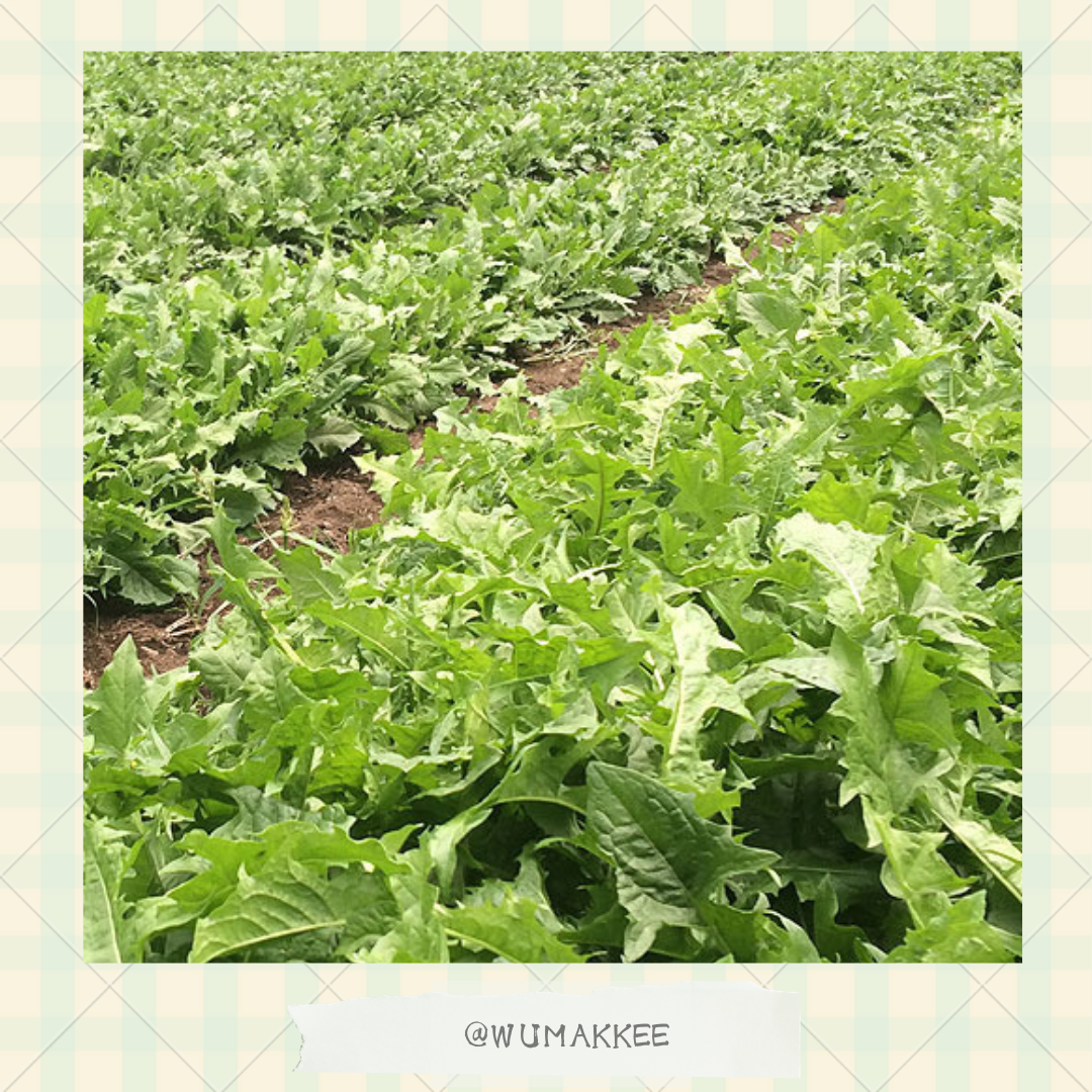 日本產 Leaf Corp Usayama 長野縣產 高原蒲公英 5g / 20g