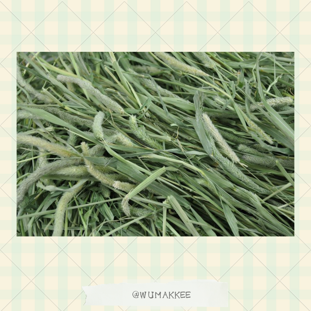 日本 Bunny Garden Super Premium 1st Cut Timothy 提摩西草 550g