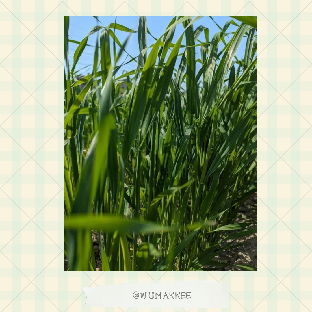 🆕[2025春刈]日本產 Bunny Garden 農園牧草系列  燕麥草 40g / 100g
