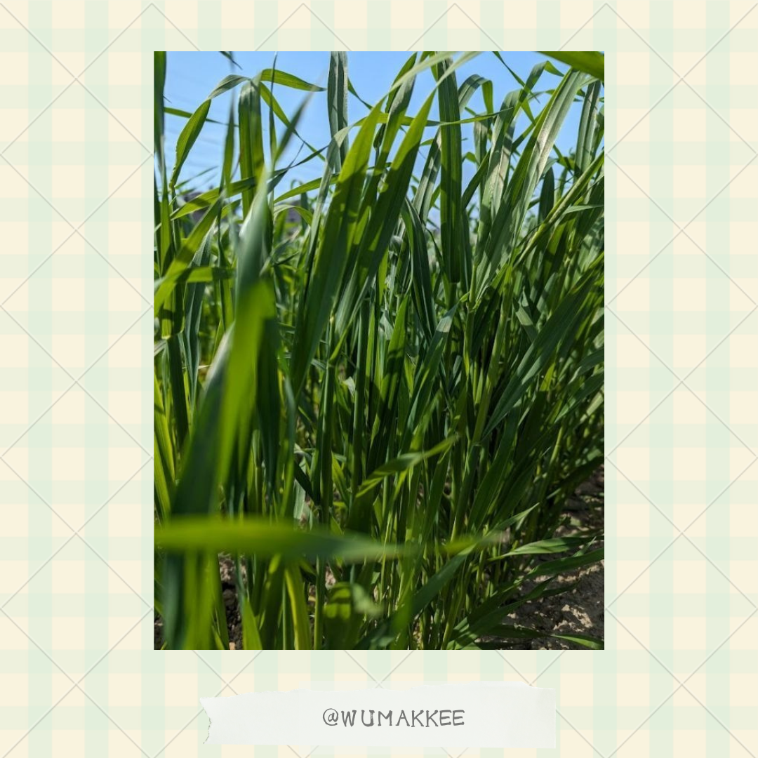 日本產 Bunny Garden 農園牧草系列  燕麥草